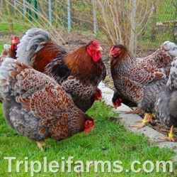 WYANDOTTE FERTILE