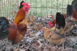 CHICKEN FERTILE