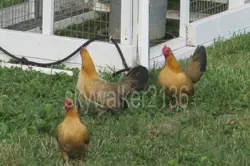 BANTAM