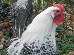 FERTILE HATCHING EGGS