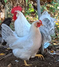HATCHING EGGS 10