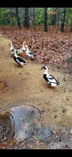 7  1 ANCONA DUCK HATCHING EGGS