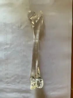 RS CANINE THIGH ANATOMICAL MODEL VETERINARY ANATOMY DOG DISPLAY STURDY EDUCATION