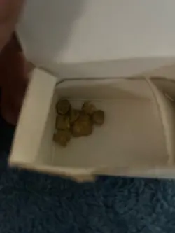 SEVEN GOLD NUGGETS. UNREFINED. COLLECTOR. ALL DIFFERENT SIZES AND WEIGHTS. WW2