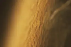 MICROSCOPE OBJECTIVE