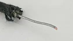 1950' VINTAGE BLACK CLOTH COVERED WIRE FOR FENDER GIBSON GRETSCH ELECTRIC GUITAR