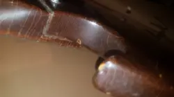 40 MM NUT