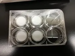 CELL CULTURE