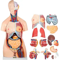 VEVOR HUMAN TORSO