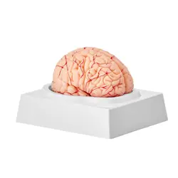 BRAIN