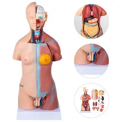 ANATOMICAL ANATOMY TEACHING MODEL 17