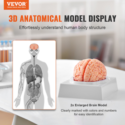 9-PART ANATOMICAL MODEL