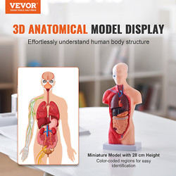 ANATOMY MODEL WITH