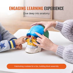 VEVOR HUMAN SKULL MODEL, 3 PARTS HUMAN SKULL ANATOMY, LIFE-SIZE PAINTED ANATOMY