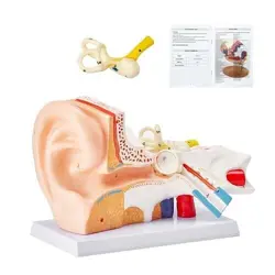 EAR MODEL DISPLAYI