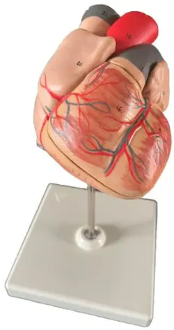 ANATOMICAL HUMAN HEART MODEL TEACHING 1:1 LIFESIZE 2 PARTS ORGAN MEDICAL ANATOMY