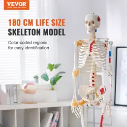 SKELETON