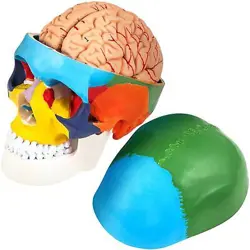 HUMAN SKULL MODEL, 8 PARTS BRAIN HUMAN SKULL ANATOMY TEACHING