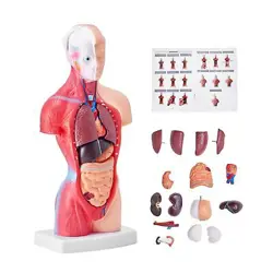 HUMAN BODY MODEL, 15 PARTS 11 INCH, HUMAN TORSO ANATOMY MODEL