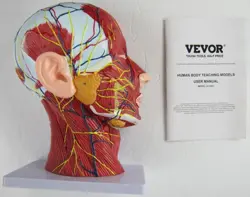 NEW VEVOR HUMAN HALF HEAD NECK NERVE VASCULAR MUSCLE TEACHING MODEL TOOL