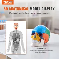 VEVOR HUMAN SKULL MODEL, 3 PARTS HUMAN SKULL ANATOMY, RESEARCHING AND LEARNING