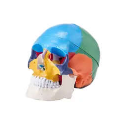 SKULL MODEL PARTS