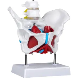 FEMALE PELVIS MODEL
