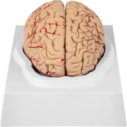 VEVOR HUMAN BRAIN MODEL ANATOMY MEDICAL TEACHING MODEL 9-PART LIFE SIZE & BASE