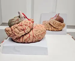 VEVOR HUMAN BRAIN MODEL ANATOMY TEACH BRAIN MODEL 9 PARTS LABELED LIFE SIZE