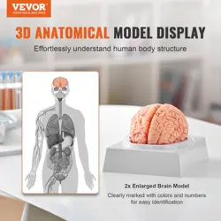HUMAN BRAIN MODEL ANATOMY - 1:1 LIFE-SIZE 9-PART ANATOMICAL MODEL WITH LABELS & 