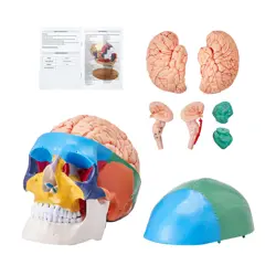 VEVOR HUMAN SKULL MODEL ANATOMICAL SKULL 3-PART SKULL 8-PART BRIAN 1:1 COLORED