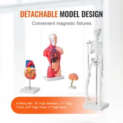 ANATOMY MODELS BUNDLE