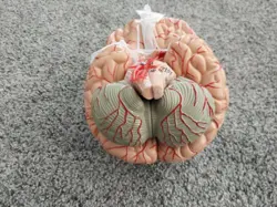 ANATOMY TEACH BRAIN