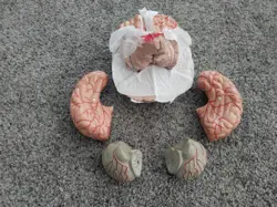 VEVOR HUMAN BRAIN MODEL ANATOMY TEACH BRAIN MODEL 9 PIECES NUMBERED NEW