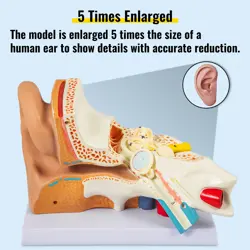 HUMAN EAR