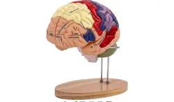 HUMAN BRAIN MODEL ANATOMY TEACHING BRAIN MODEL  LABELED 2X ENLARGED & DETACHABLE