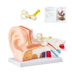 EAR MODEL PVC