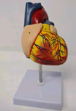 ANATOMICAL HUMAN HEART MODEL HEART TEACHING MODEL 1:1 LIFE SIZE 2 PARTS
