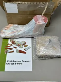 AXIS SCIENTIFIC FOOT REGIONAL ANATOMY A338 MODEL 9 REMOVABLE NUMBERED PARTS