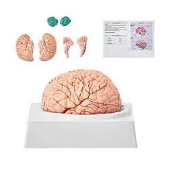VEVOR HUMAN BRAIN MODEL ANATOMY, 1:1 LIFE-SIZE 9-PART HUMAN BRAIN ANATOMICAL MO