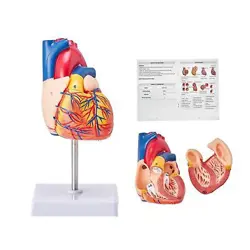 VEVOR HUMAN HEART MODEL, 2-PART 1:1 LIFE SIZE, ANATOMICALLY ACCURATE NUMBERED A