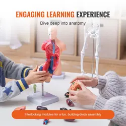 VEVOR HUMAN ANATOMY MODELS BUNDLE SET, BRAIN, HUMAN TORSO BODY, HEART, SKELETON