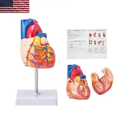 HUMAN HEART MODEL 2-PART 1:1 LIFE SIZE NUMBERED WITH CORRECT STRUCTURES MAGNETIC