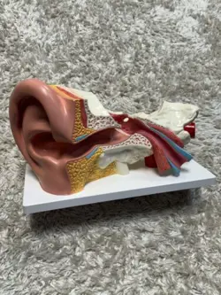 HUMAN EAR ANATOMY MODEL ANATOMICAL EAR TEACHING MODEL 5 TIMES ENLARGED