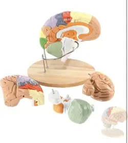 SIZE FOR NEUROSCIENCE