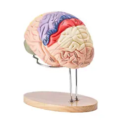 VEVOR HUMAN BRAIN MODEL ANATOMY TEACHING BRAIN MODEL 4-PART LABELED 2X ENLARGED