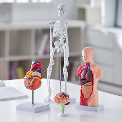 HUMAN ANATOMY MODELS BUNDLE SET, BRAIN, HUMAN TORSO BODY, HEART, SKELETON MODEL