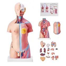 VEVOR HUMAN BODY MODEL, 23 PARTS 18 INCH, HUMAN TORSO ANATOMY MODEL UNISEX ANATO