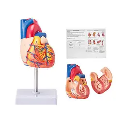 VEVOR ANATOMICAL HUMAN HEART MODEL HEART TEACHING MODEL 1:1 LIFE SIZE 2 PARTS