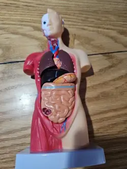 VEVOR ANATOMICAL HUMAN TORSO BODY MODEL ANATOMY INTERNAL ORGAN 11